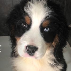 Meet your Posher, Jimmy